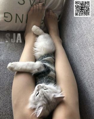了不起的甄高贵 电视剧